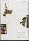 Foto von Salix mielichhoferi Saut.